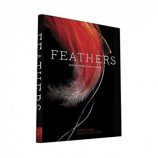 Feathers