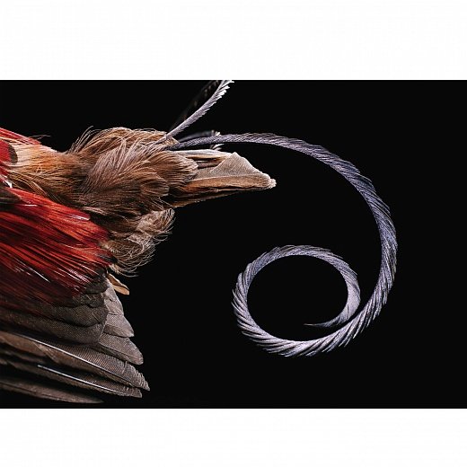 Feathers