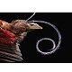 Feathers в интернет-магазине The Dar