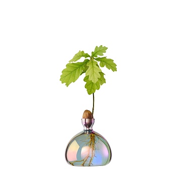 Ваза Acorn Cosmic 