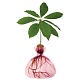 Ваза Avocado Coloured Rose Pink в интернет-магазине The Dar