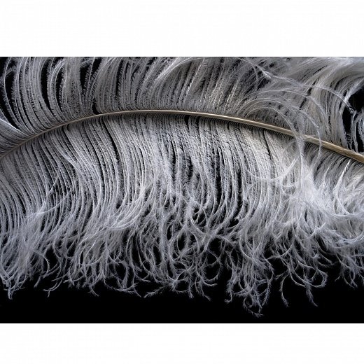 Feathers