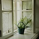 Vederko Honey в интернет-магазине The Dar