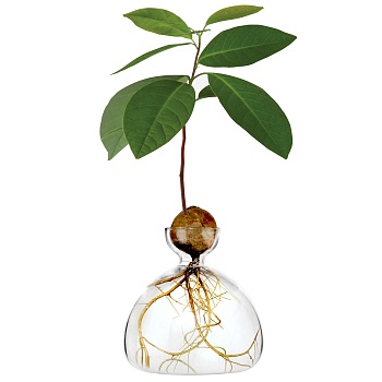Ваза Avocado Clear