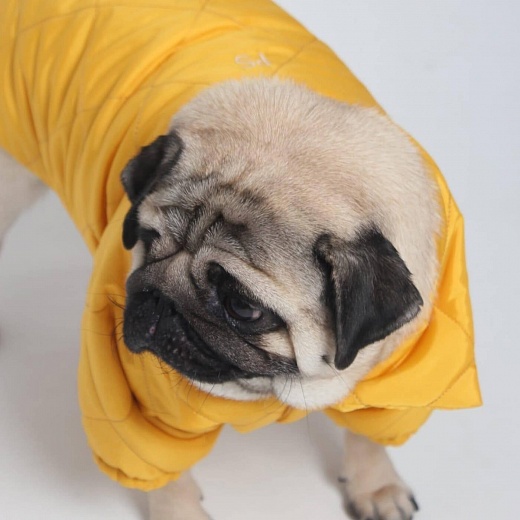 Стёганая куртка для собак Mango, S